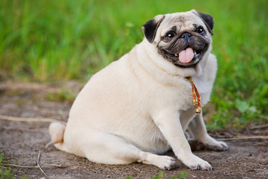 Obese Dogs Could Have Similar Personality Traits To Overweight Humans