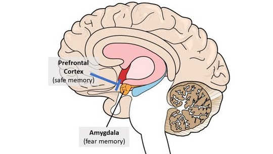 You cannot erase bad memories but you can learn ways to cope with them: The prefrontal cortext can put a brake (blue line) on the amygdala, if it doesn’t want it to retrieve the old memory.