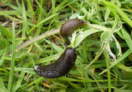 Why Zombie Slugs Could Be The Answer To Gardeners' Woes