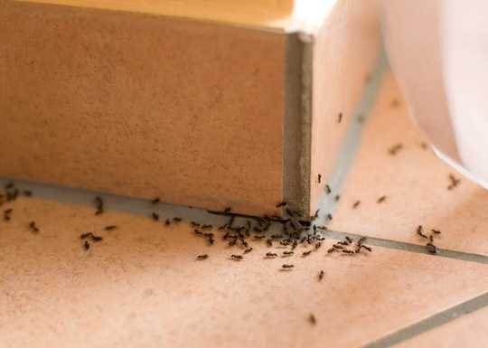 If Tiny Ants Have Invaded Your House, What To Do About It