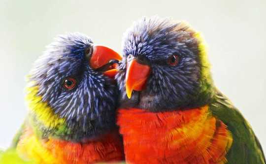 What Birds Can Teach Us About Choosing A Partner And Making It Last