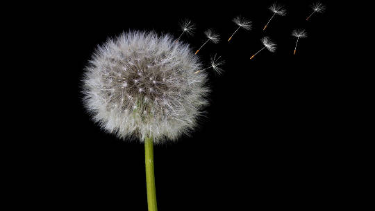 dandelion flower in seed form releasing seeds in the air