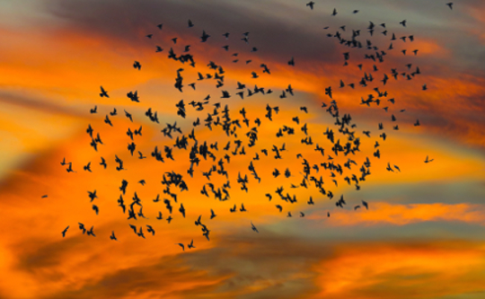 flock of birds in the sky at sunset