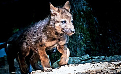 Why your puppy gets you but a wolf pup won’t