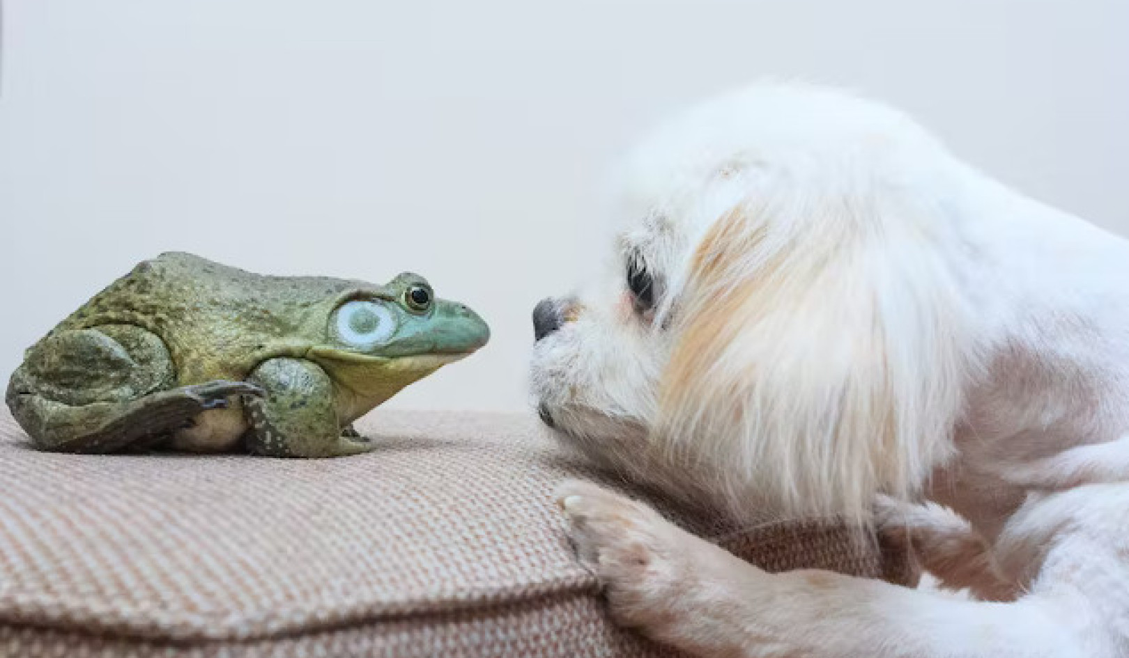 Can You Punish a Dog, but Not a Frog? Exploring Animal Discipline