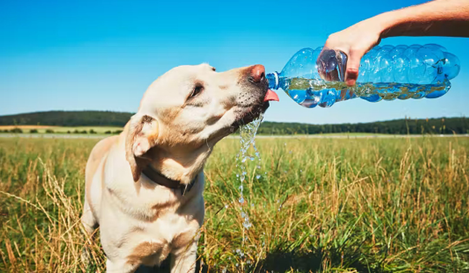 How To Keep Your Pets Safe In A Heatwave