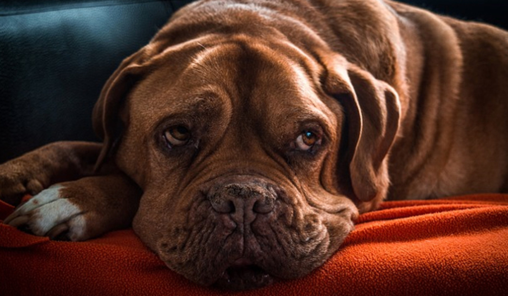 When Is the Right Time to Say Goodbye to Your Pet?