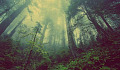 forest with diffused light